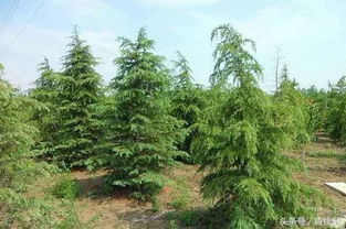 反季種植在園林綠化施工中的技術(shù)要點