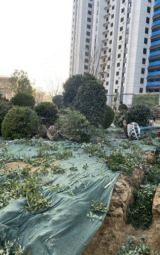 建業(yè)天璽綠化施工正式啟動，匠心打造生態(tài)宜居社區(qū)